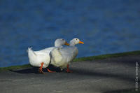 Image of: Anas platyrhynchos (mallard)