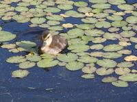 Image of: Anas rubripes (American black duck)