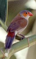 Image of: Estrilda melpoda (orange-cheeked waxbill)