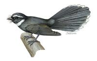 Image of: Rhipidura albicollis (white-throated fantail)