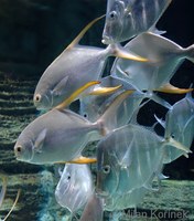 Trachinotus blochii - Asian Pompano