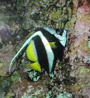 Heniochus acuminatus - Longfin Bannerfish