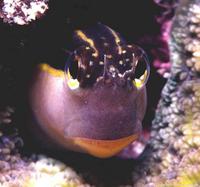 Image of: Blenniidae (blennies, combtooth blennies, and scaleless blennies)