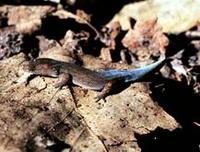 Image of: Coleodactylus amazonicus