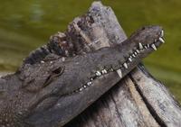 Image of: Crocodylus acutus (American crocodile)