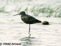 Spotted Redshank - Tringa erythropus