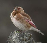 Crimson-winged Finch - Rhodopechys sanguineus