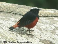 White-capped Water Redstart - Chaimarrornis leucocephalus