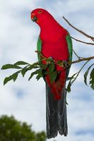 Australian King Parrot