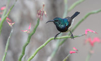 Souimanga Sunbird (Nectarinia souimanga) photo