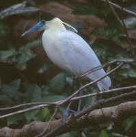 Capped Heron - Pilherodius pileatus