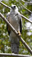 Harpy Eagle - Harpia harpyja