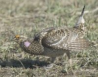 Sharp-tailed Grouse - Tympanuchus phasianellus