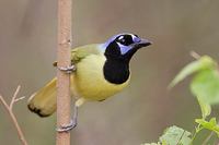 Green Jay (Cyanocorax yncas) photo