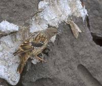 Alpine Accentor (Prunella collaris) photo