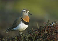 Rufous-chested Dotterel (Charadrius modestus) photo