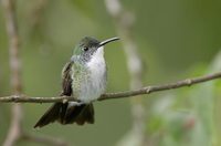 White-chested Emerald (Amazilia chionopectus) photo