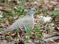 Crested Pigeon - Geophaps lophotes