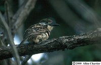 Russet-throated Puffbird - Hypnelus ruficollis