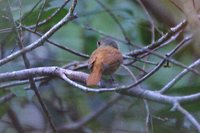 Cinnamon Tyrant - Neopipo cinnamomea