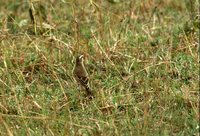 Plain-backed Pipit - Anthus leucophrys