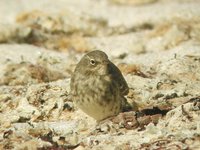 Rock Pipit - Anthus petrosus