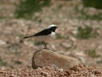 Mourning Wheatear - Oenanthe lugens