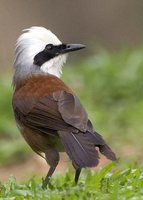 White-crested Laughingthrush - Garrulax leucolophus