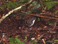 Southern Logrunner - Orthonyx temminckii