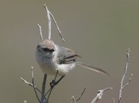 Bushtit - Psaltriparus minimus