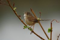 Red-backed Fairywren - Malurus melanocephalus