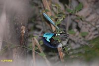 Red-winged Fairywren - Malurus elegans