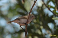 Chestnut-rumped Thornbill - Acanthiza uropygialis