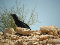 Fan-tailed Raven - Corvus rhipidurus