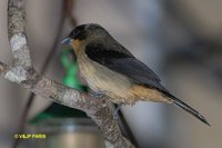 Black-goggled Tanager - Trichothraupis melanops