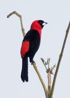 Masked Crimson Tanager - Ramphocelus nigrogularis