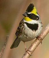 Yellow-throated Bunting - Emberiza elegans