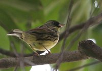 Black-faced Bunting - Emberiza spodocephala