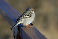 Mourning Sierra-Finch - Phrygilus fruticeti