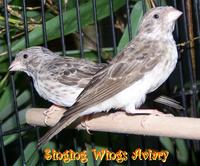 White Rumped Grey Singer