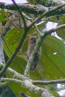 Carpintero Oliva Oscuro - Smoky-brown Woodpecker