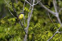 Boat-billed flycatcher in Suriname