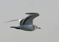 Sabine's Gull at the Modesto STP 10/11/05© 2005 Jim Gain