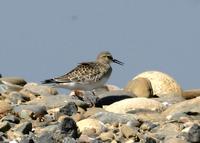 Baird's Sandpiper at Modesto STP - 9/08/05 © 2005 Jim Gain