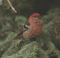 Pine Grosbeak