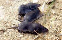 땃쥐(Crocidura lasiura) 영명 : Ussuri White-toothed Shrew