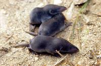 땃쥐(Crocidura lasiura) 영명 : Ussuri White-toothed Shrew