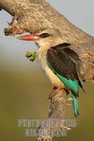 Brown hooded Kingfisher portrait stock photo