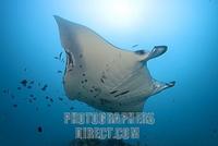 Manta Ray ( Manta birostris ) , Maledives , Indian Ocean stock photo