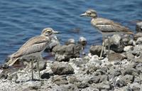 Water Thick-knee p.120